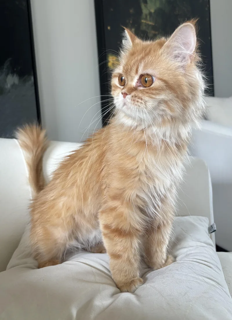 Shereen & Hannah thumbnail 6