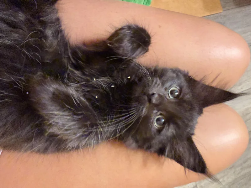 A baby small-sized female Black Domestic Long Hair cat named Bastet for adoption in Canal Fulton, OH