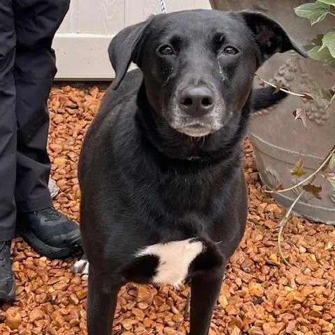 An adult small-sized female Black Labrador Retriever dog named Parker for adoption in Bartlett, TN
