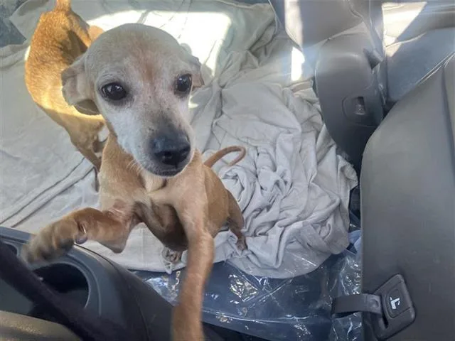 A senior small-sized female Chihuahua dog named Pecan for adoption in San Antonio, TX