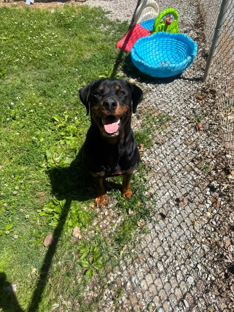 An adult large-sized female Black Rottweiler dog named Rosey for adoption in Leitchfield, KY