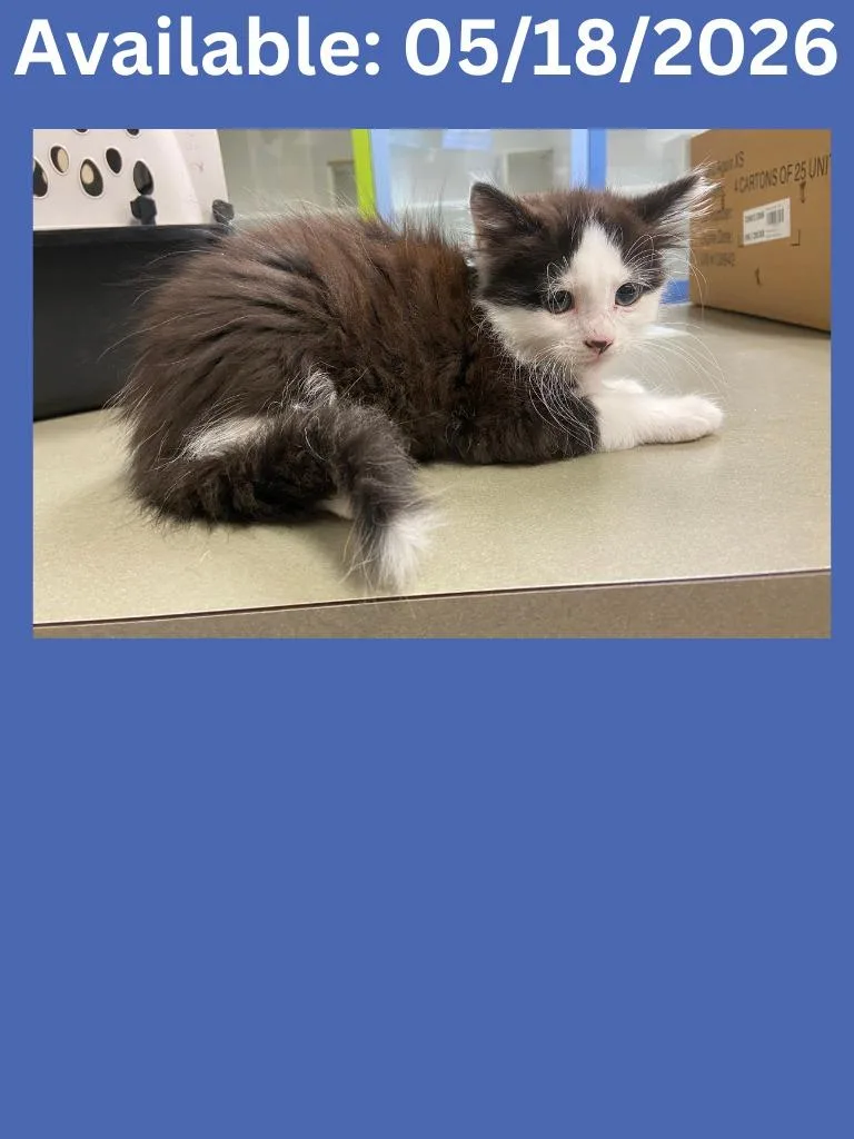 A baby medium-sized male Domestic Long Hair cat named Cat Condo for adoption in Greenville, TX