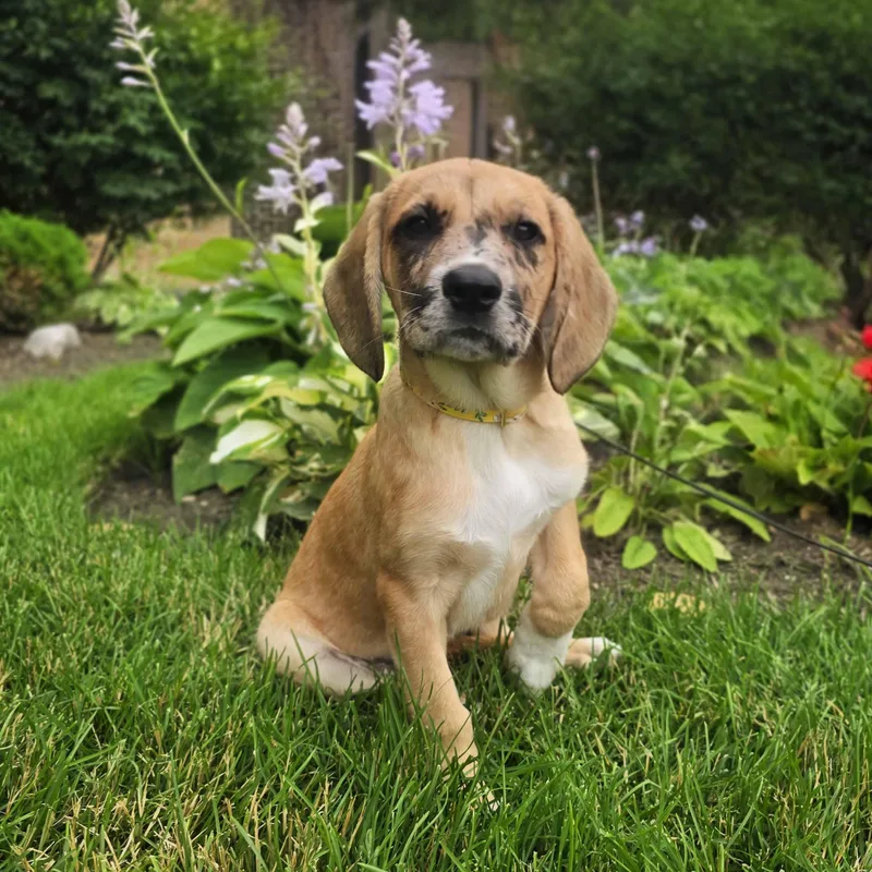 A baby large-sized female Golden Retriever dog named Vivanne for adoption in Itasca, IL