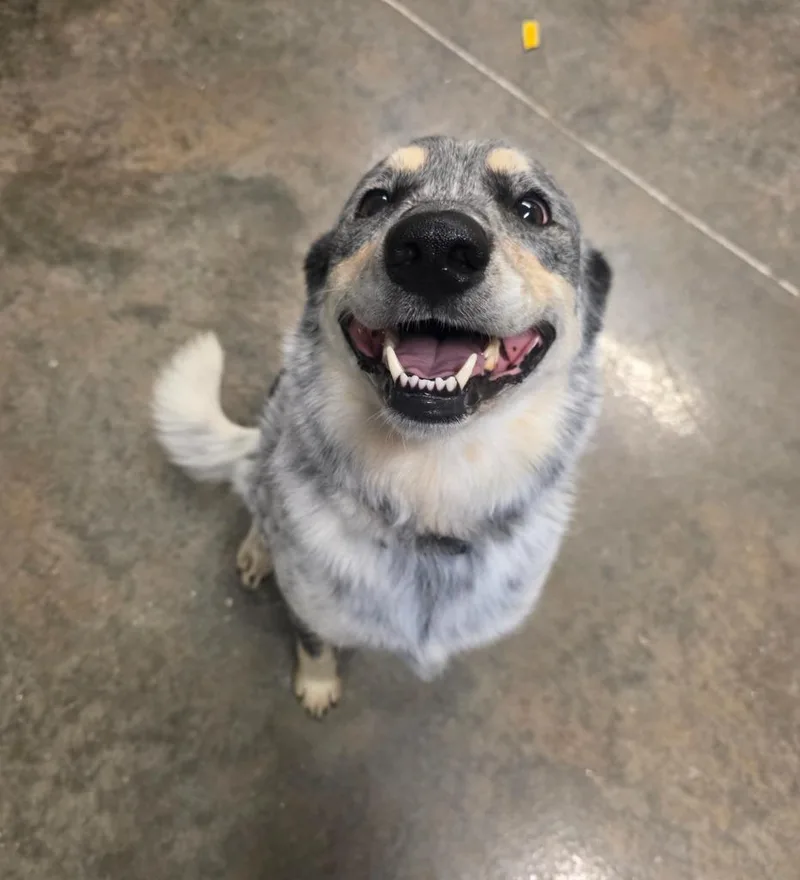 A young medium-sized female Australian Cattle Dog / Blue Heeler dog named Sprinkles for adoption in Neosho, MO