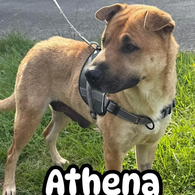 Athena thumbnail 3