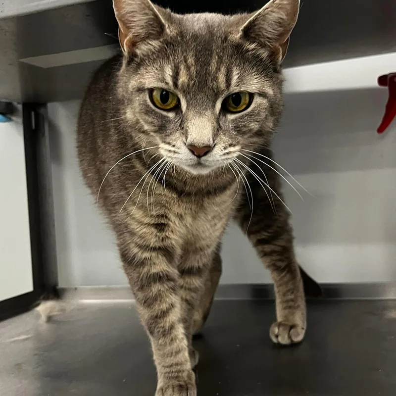 A young medium-sized female Tabby (Gray / Blue / Silver) Domestic Short Hair cat named Mama Betsy for adoption in North Haven, CT