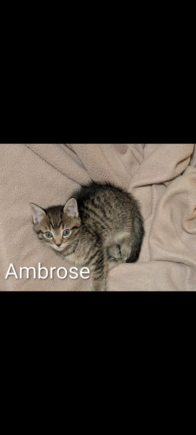 A baby medium-sized male Tabby (Brown / Chocolate) Domestic Short Hair cat named Ambrose for adoption in Lewis Center, OH