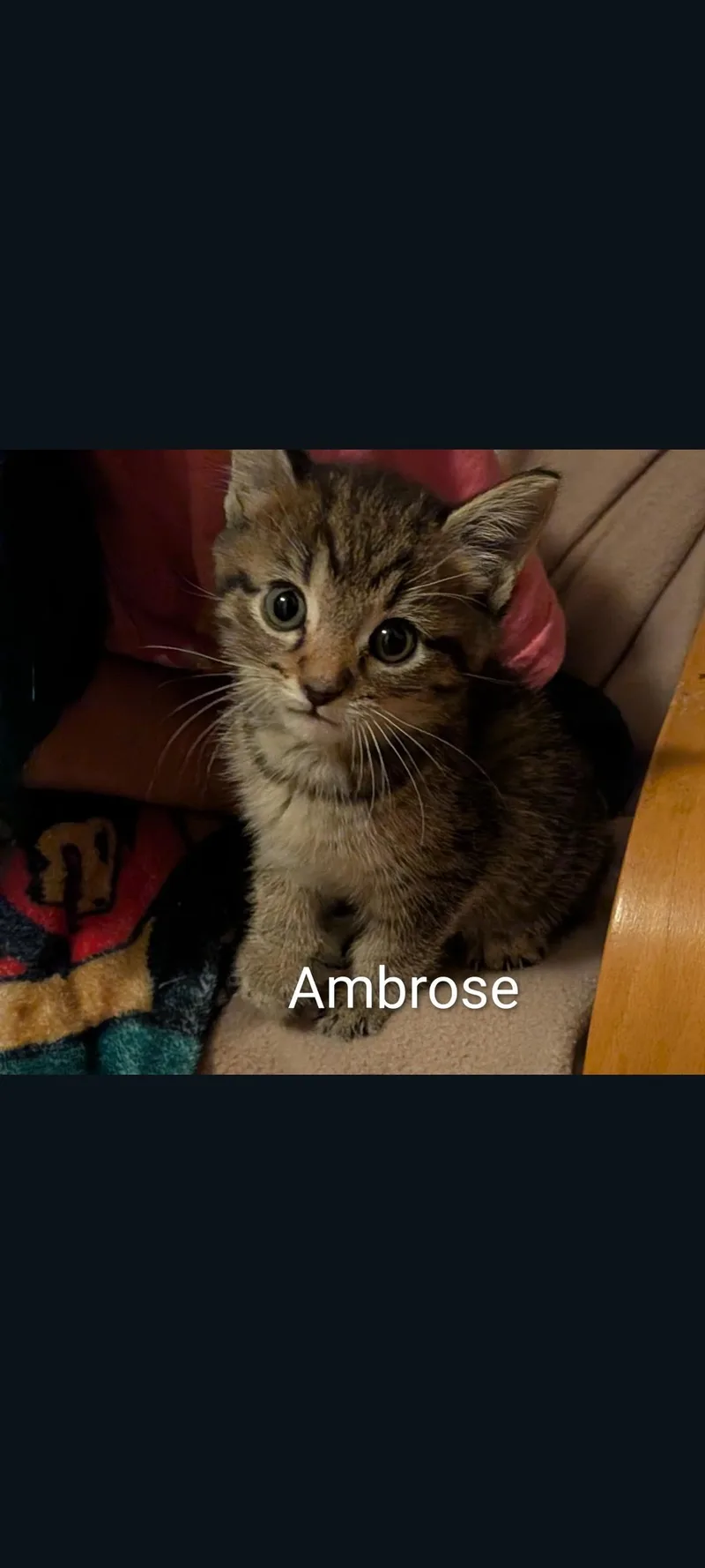 Ambrose thumbnail 5