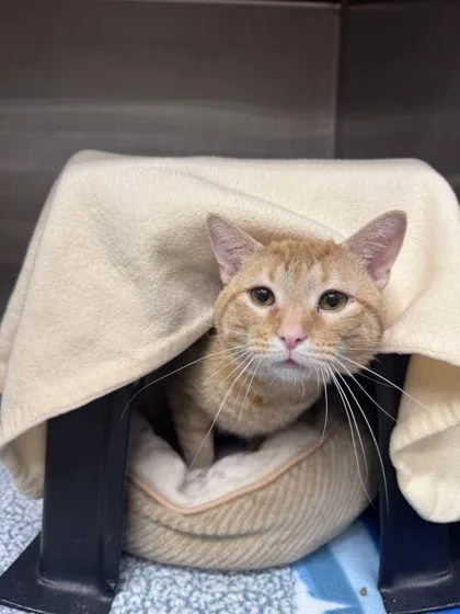 An adult small-sized male Domestic Short Hair cat named Toby for adoption in Shawano, WI