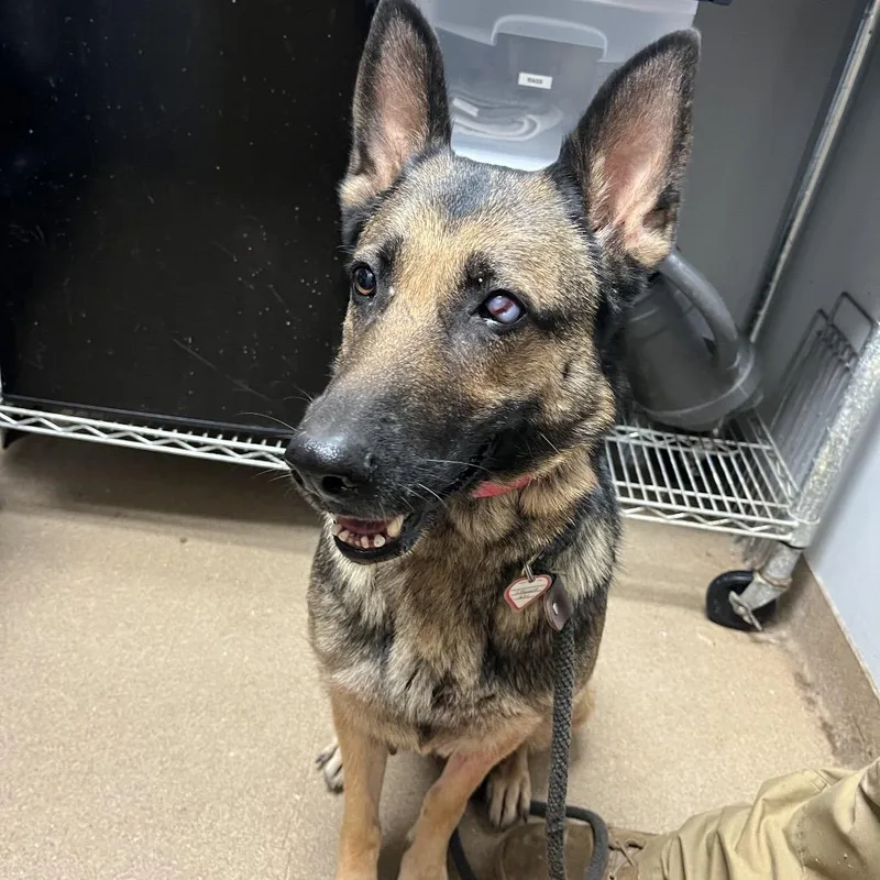 An adult medium-sized female Brown / Chocolate Mixed Breed dog named Reese for adoption in Chattanooga, TN