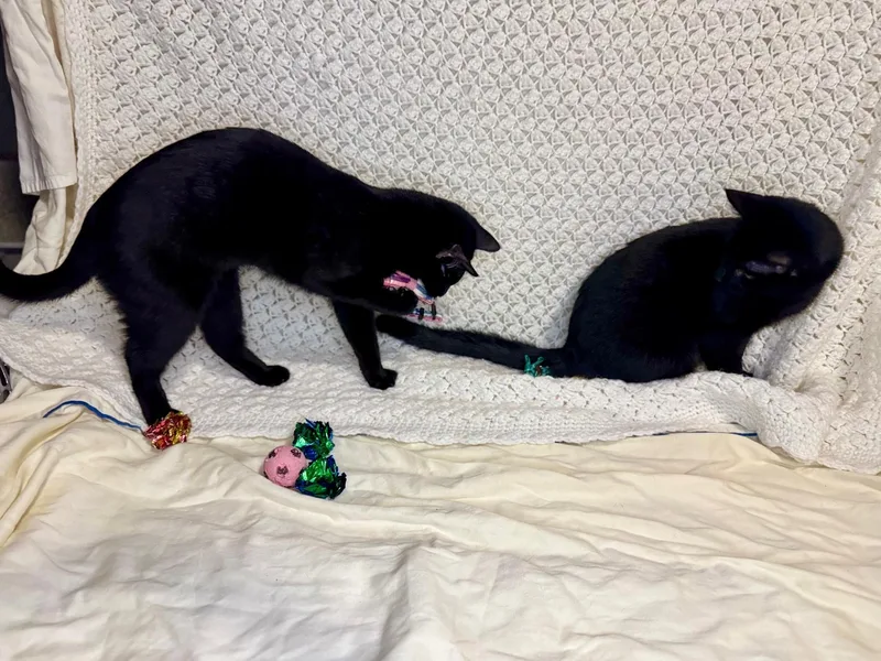 Marsay & Lyonne Meet thumbnail 2