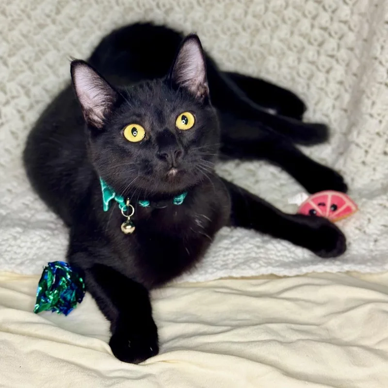 A young medium-sized female Black Domestic Short Hair cat named Marsay & Lyonne Meet for adoption in Waverly, IA