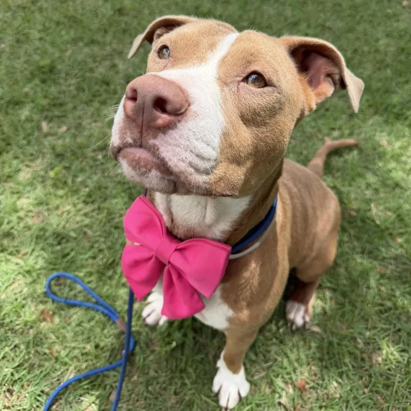 An adult medium-sized female Yellow / Tan / Blond / Fawn American Staffordshire Terrier dog named Heidy for adoption in Pittsburgh, PA