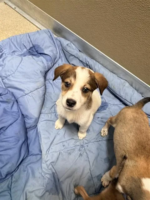 A baby medium-sized female Husky dog named Star for adoption in San Antonio, TX