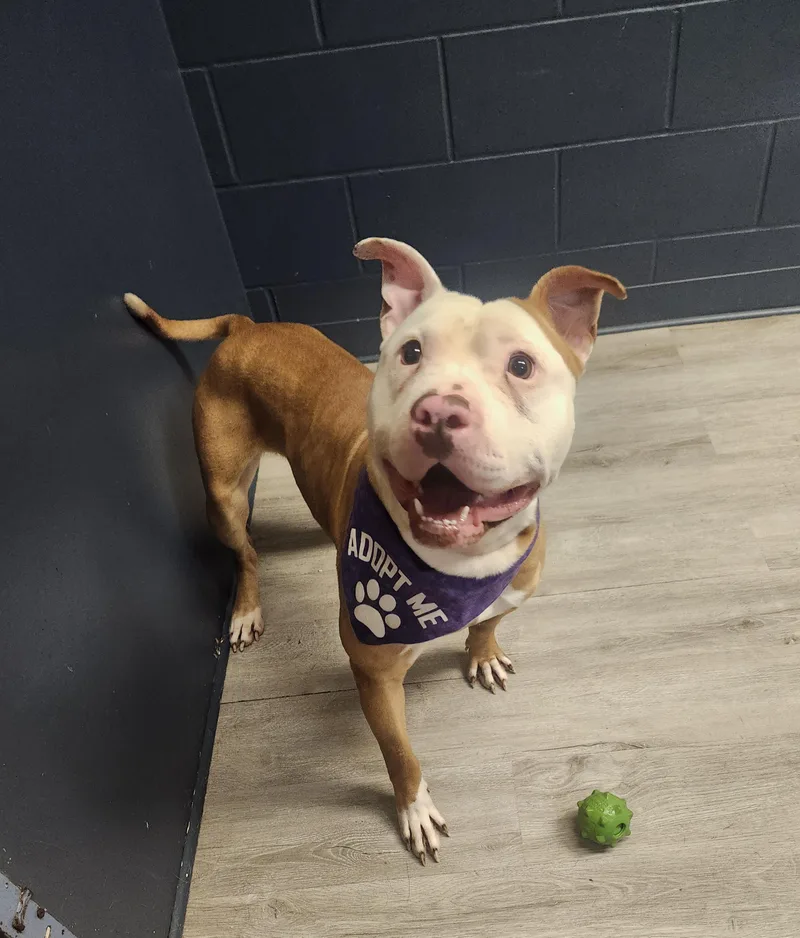 A young large-sized male Red / Chestnut / Orange Pit Bull Terrier dog named Devlin for adoption in Mansfield, OH