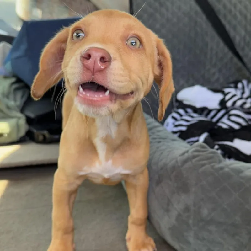 A baby medium-sized female Yellow / Tan / Blond / Fawn Mixed Breed dog named Jessie Jane for adoption in Shelby, NC