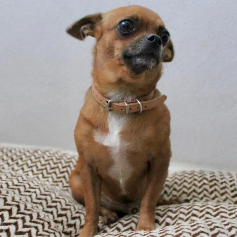 A young small-sized male Golden Chihuahua dog named Mr. Sweet Brownie for adoption in Ridgefield, WA