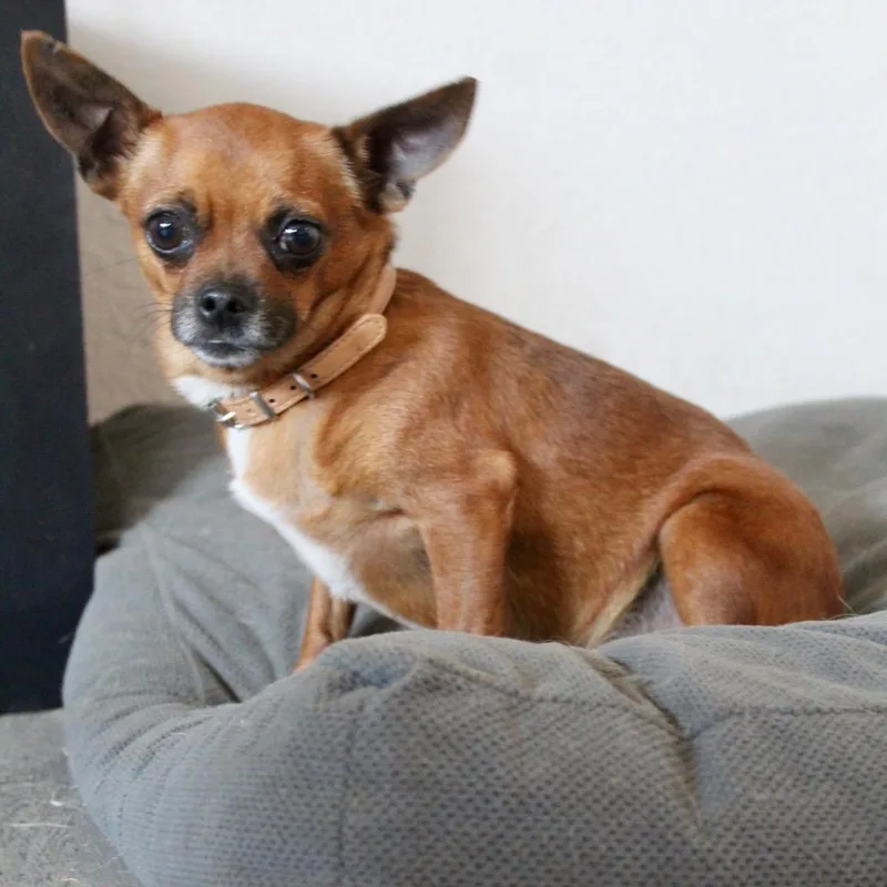 Mr. Sweet Brownie thumbnail 5