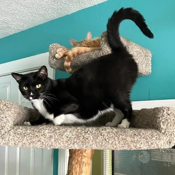 A young medium-sized male Black & White / Tuxedo American Shorthair cat named Sam for adoption in Scottsburg, IN