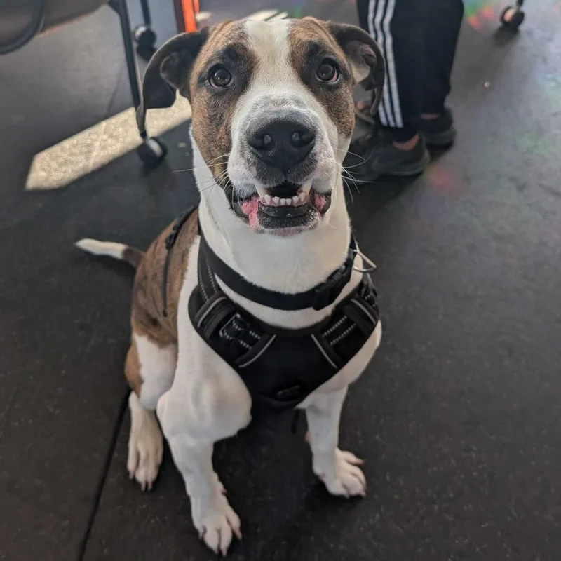 An adult large-sized male Boxer dog named Zeus for adoption in Dover, NH