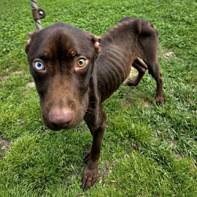 A young medium-sized male Pit Bull Terrier dog named Doobert for adoption in Long Beach, CA