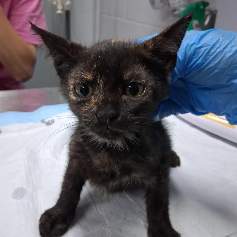 A baby small-sized female Tortoiseshell Domestic Short Hair cat named D.j. for adoption in Summerville, SC