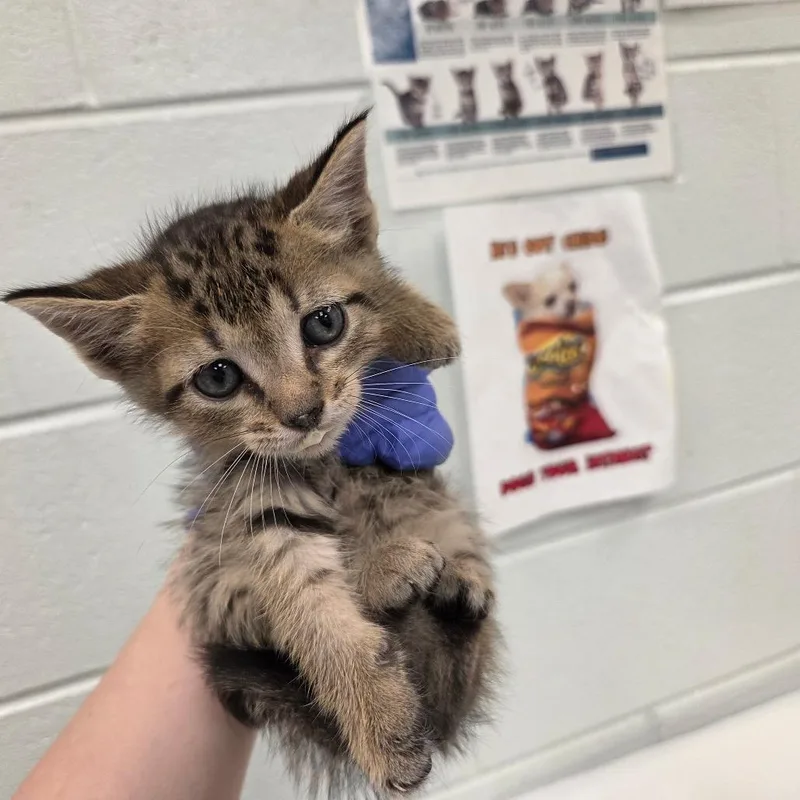 A baby small-sized male Brown / Chocolate Domestic Short Hair cat named George for adoption in Chattanooga, TN