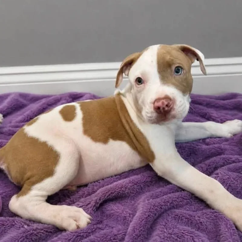 A baby medium-sized male Yellow / Tan / Blond / Fawn Pit Bull Terrier dog named Conway Twitty for adoption in Joliet, IL