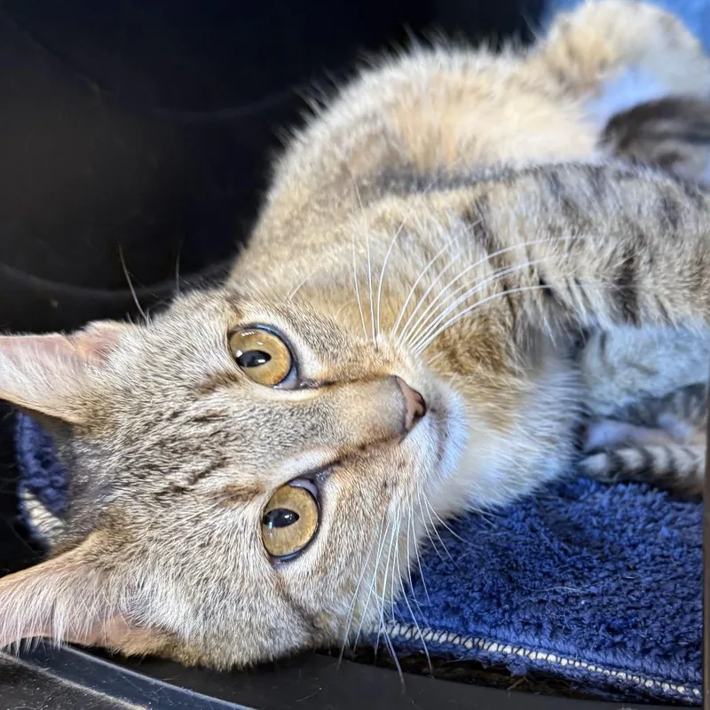 A young medium-sized female Brown / Chocolate Domestic Short Hair cat named Bootsiec for adoption in East Saint Louis, IL