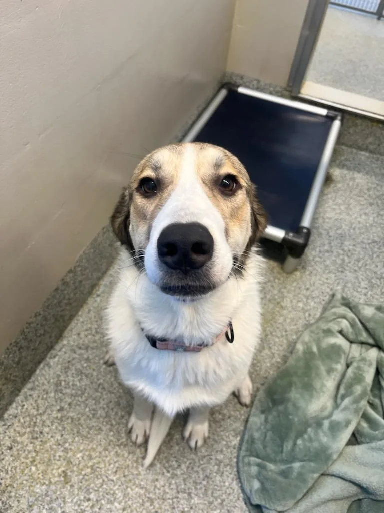 A young large-sized female Tricolor (Brown, Black, & White) Great Pyrenees dog named Freya for adoption in Manassas, VA