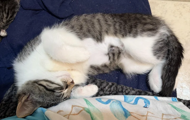 A baby medium-sized female Tabby (Brown / Chocolate) Domestic Short Hair cat named Tootsie for adoption in East Hanover, NJ