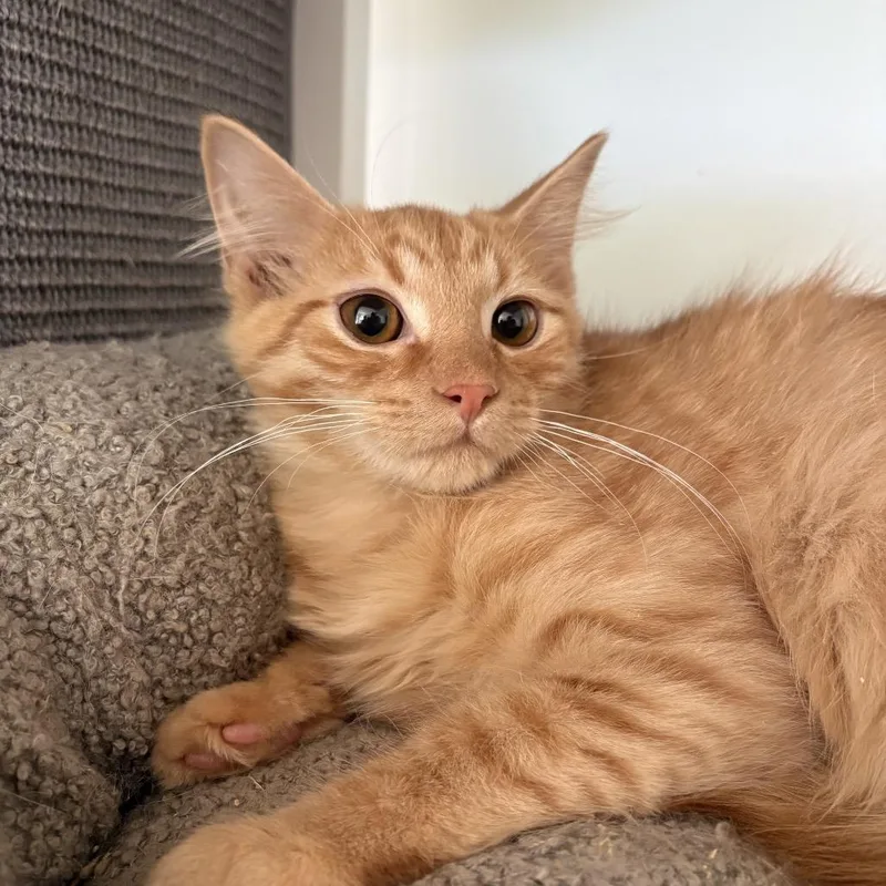 A baby small-sized male Orange / Red Domestic Medium Hair cat named Bagman for adoption in Fredericksburg, VA