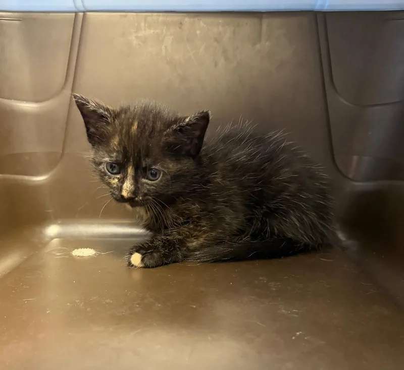 A baby small-sized female Domestic Short Hair cat named Babs for adoption in Maumelle, AR
