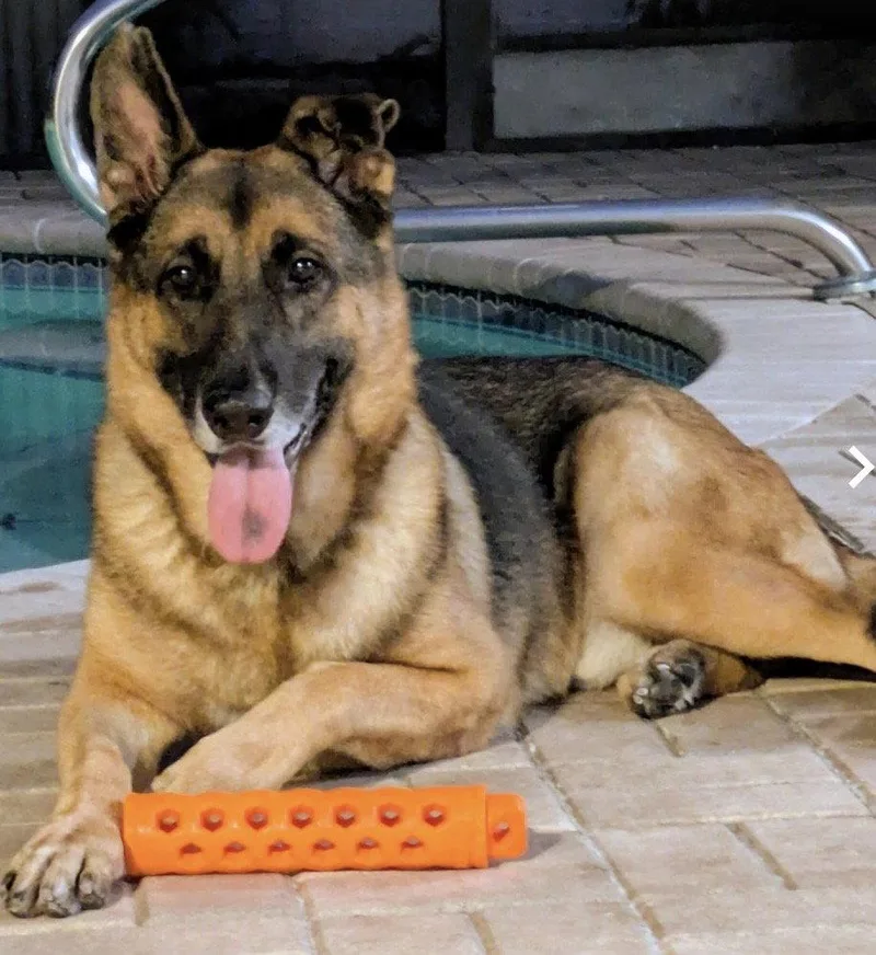 A young large-sized male Shepherd dog named Trigger for adoption in Fort Pierce, FL