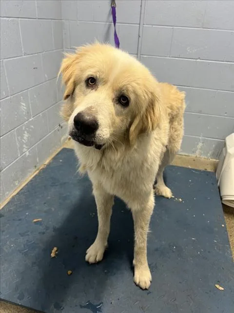 An adult large-sized male Great Pyrenees dog named Reuben for adoption in Woodland, CA