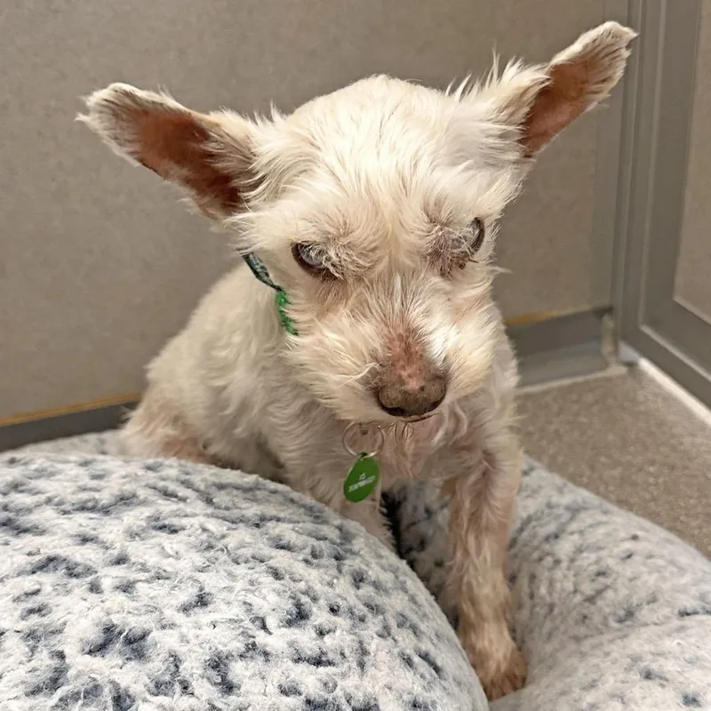 A senior small-sized female White / Cream Mixed Breed dog named Mable for adoption in Hailey, ID