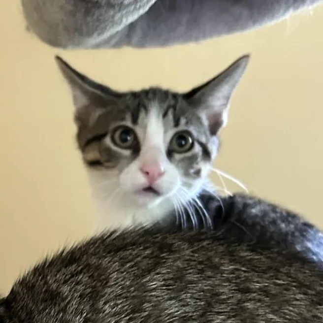 Shiitake thumbnail 2