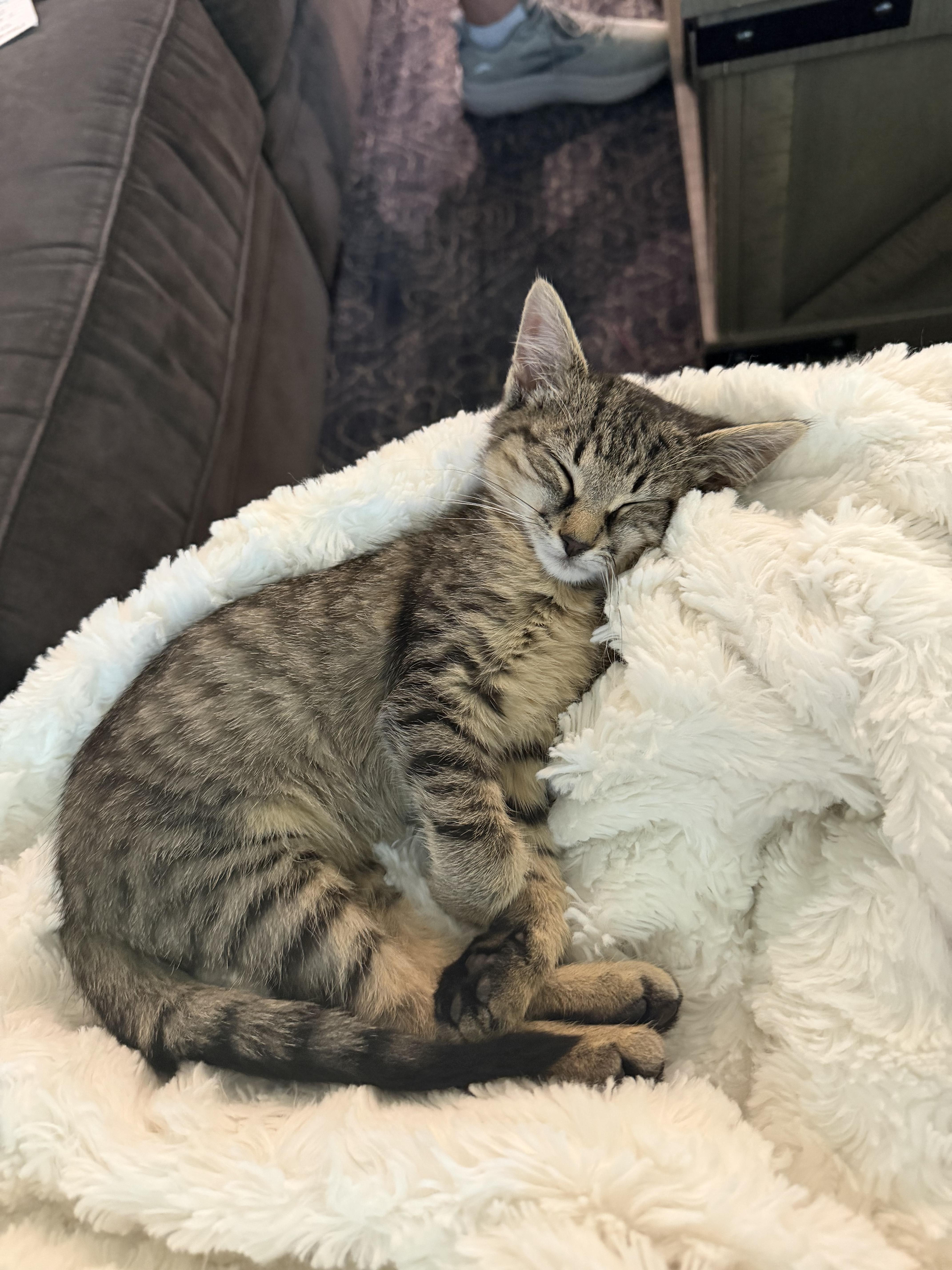 A young medium-sized female Domestic Medium Hair cat named Lucy for adoption in Columbia, MO