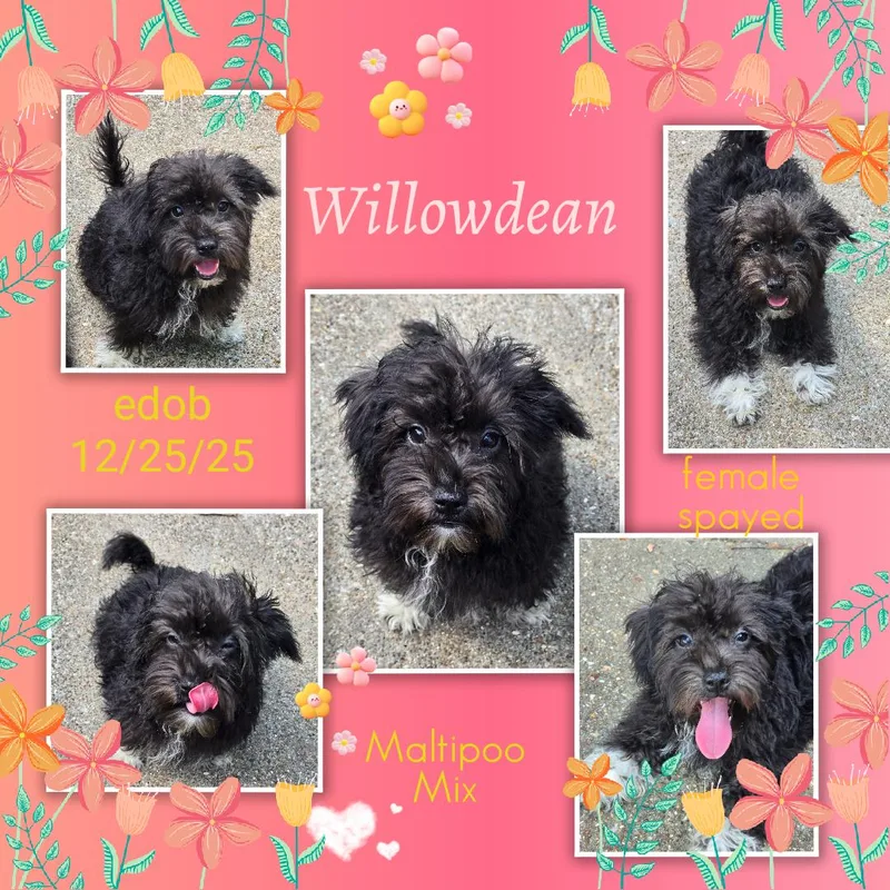 Willowdean Blt thumbnail 3