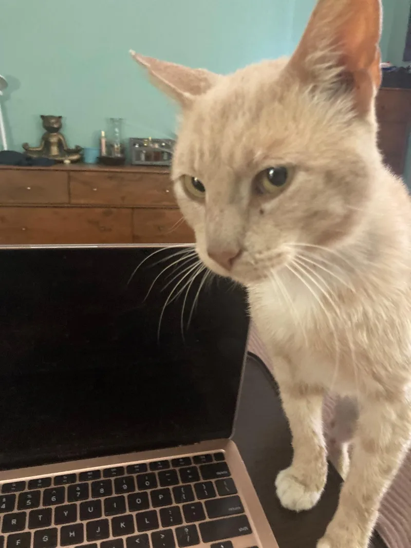 An adult medium-sized male Orange & White Domestic Short Hair cat named Garfield for adoption in South Ozone Park, NY