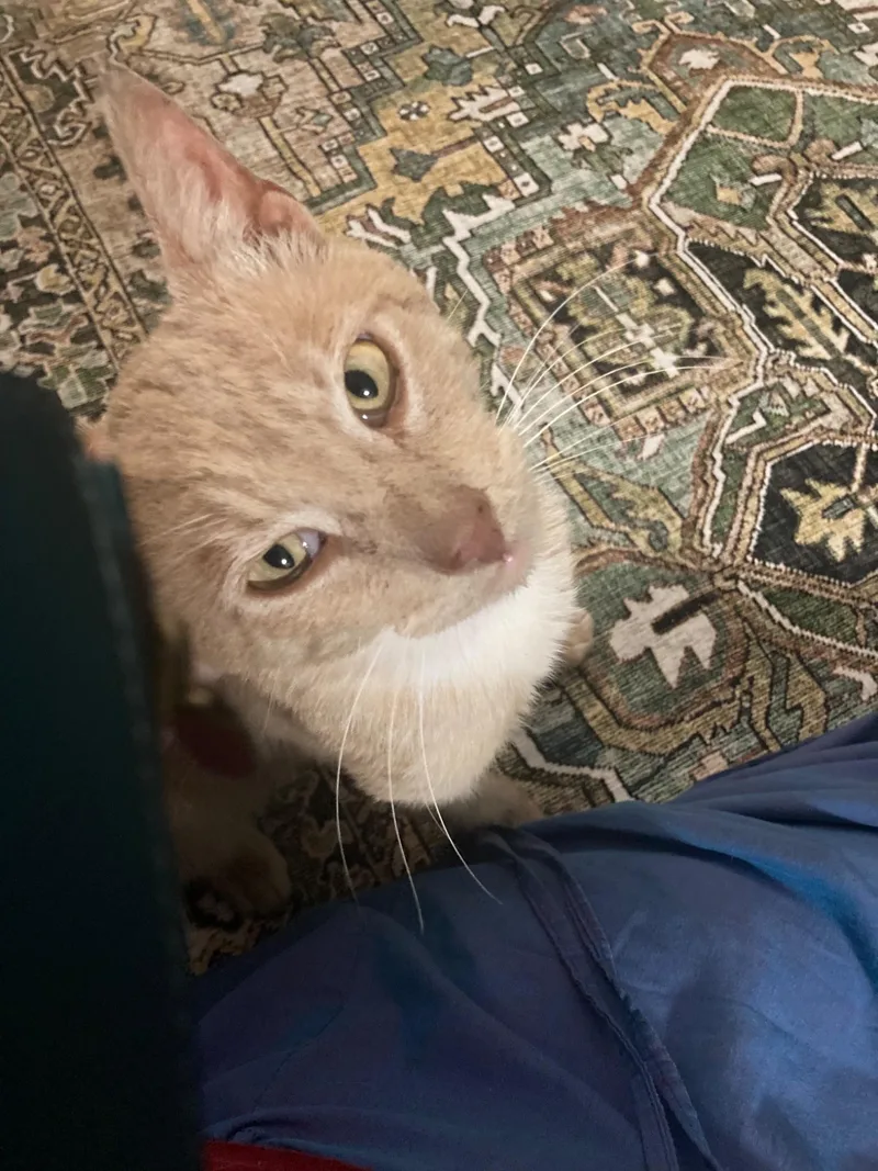 Garfield thumbnail 2