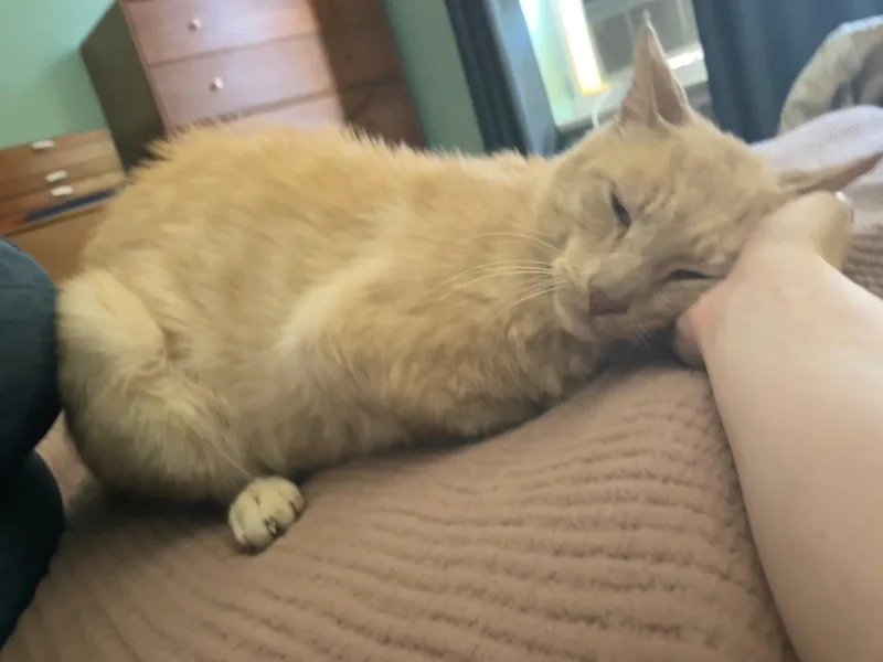 Garfield thumbnail 4