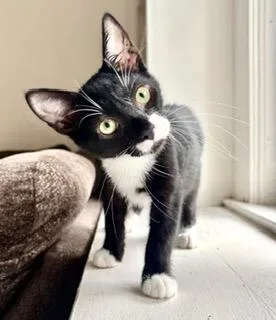 A baby medium-sized male Domestic Short Hair cat named Clam for adoption in Parkville, MD