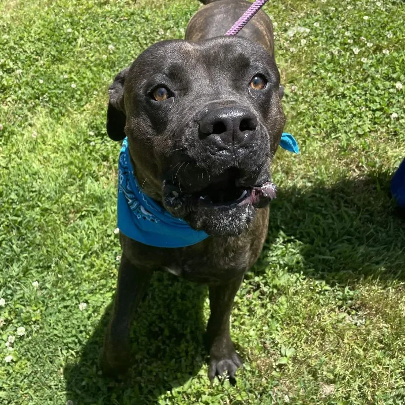 A young large-sized male Brown / Chocolate Mastiff dog named Smoke for adoption in Greenville, SC