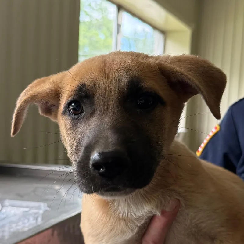 A baby medium-sized female Yellow / Tan / Blond / Fawn Shepherd dog named Dove for adoption in Jacksonville, AR