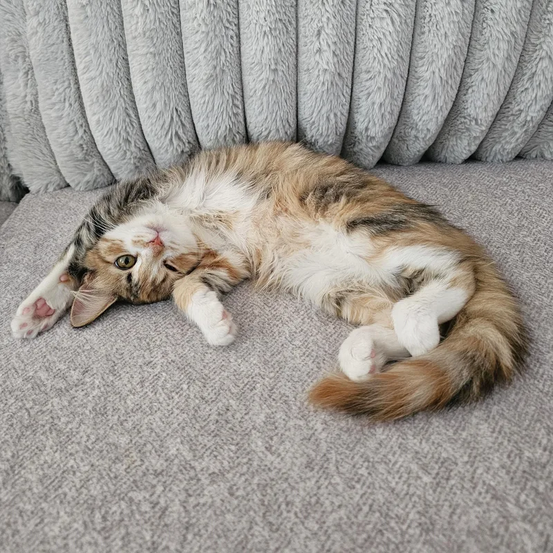 A baby medium-sized female Tabby (Orange / Red) Domestic Medium Hair cat named Raeve for adoption in Apex, NC
