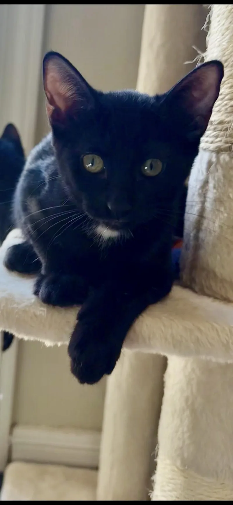 A young medium-sized female Black & White / Tuxedo Domestic Short Hair cat named Spot for adoption in Scottsdale, AZ