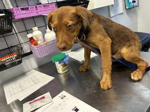 A baby small-sized male Labrador Retriever dog named Jordan for adoption in Mobile, AL