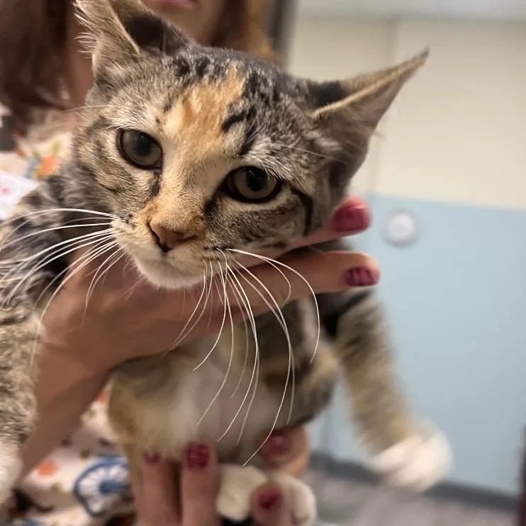 A baby small-sized female Torbie Domestic Short Hair cat named Cibatta for adoption in Las Vegas, NV
