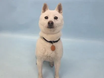An adult medium-sized female Shiba Inu dog named Yuri for adoption in Woodbury, MN